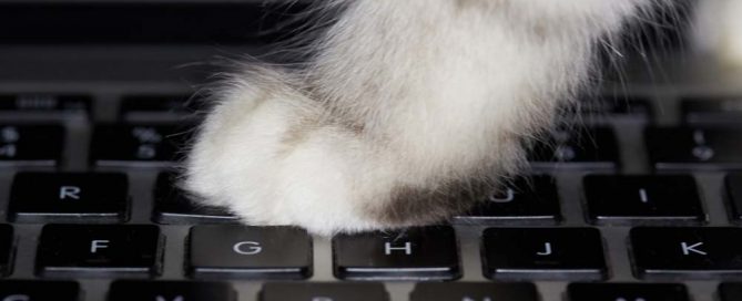 Cat walking on keyboard